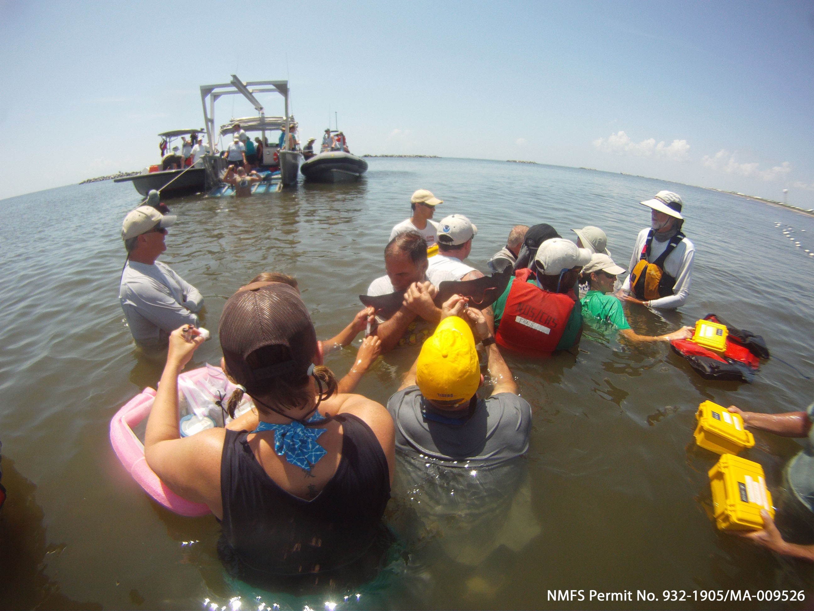 a group of people standing in the ocean holding and taking a blood sample from a dolphin. 