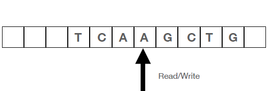 12 boxes. three blank. Next boxes filled in, one letter per box: T, C, A, A, G, C, T, G. Then one blank. Black arrow pointing at second A