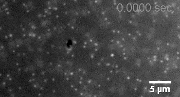 Microscopic swimmers-forward and backward motion