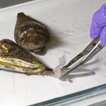 cone snail depositing venom into tube