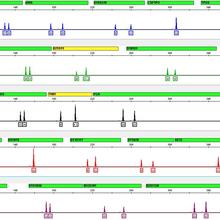 DNA Profile