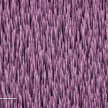 Colorized micrograph of multi-walled carbon nanotubes
