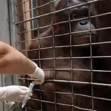 An orangutan allows a worker to collect her breast milk into a vial