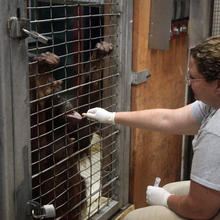 Zookepper gives a peanut to an orangutan