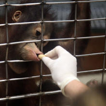close up of an orangutan getting a peanut