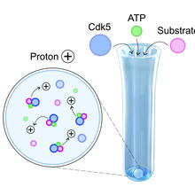 Cdk5 image 3