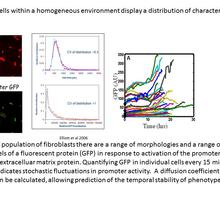 Genetically identical cells in a homogeneous environment
