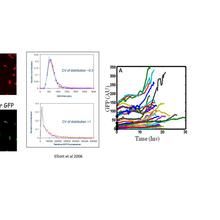 Heterogeneous phenotype expression and dynamic fluctuations in phenotype