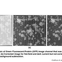 Fluorescent stem cell colonies