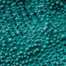 An electron micrograph showing many blue-colored nanoscale (billionth of a meter) particles of varying sizes and shapes scattered atop a silicon wafer.