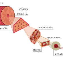 A cross section of a hair showing how it is composed of keratin fibers that are braided together to form larger fibers.