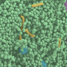 Sour Dough SEM