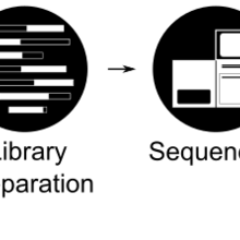 Metagenomics Workflow