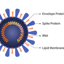 A blue circle with RNA coiled inside and spikes coming out of it, with parts labeled.