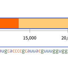 A horizontal rectangle representing the SARS-CoV-2 genome and a pointer indicating the location of a 72-letter sequence within the genome. 