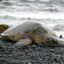 A large turtle lies on a rocky beach with surf in the background.