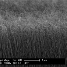 Microscope image shows vertical nanotubes that look like tall, thin grasses. 