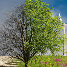 banner image of degradation of the land on the left side then a transition to a flourish of the environment on the right side using sustainable resources and a tree in the middle that is split half and half with its condition and quality to depict climate change