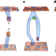 skyrmion structures