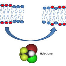 Inhalation anesthetic  molecules