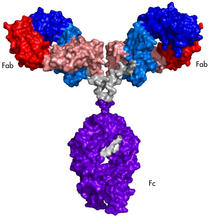 A schematic of the NIST monoclonal antibody reference material. 