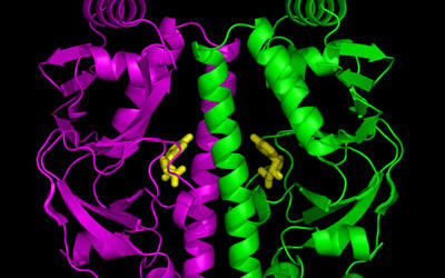 Computer model of the predicted structure for the cyclic AMP receptor protein (CRP) found in Mycobacterium tuberculosis. 