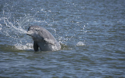 Bottlenose dolphin splashing