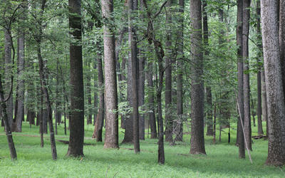 Trees in a forest