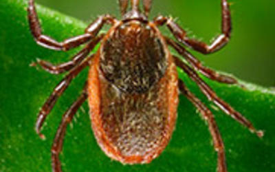 Photo of deer tick