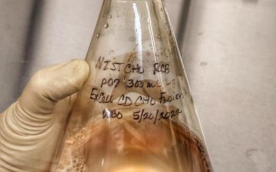 A gloved hand holds a glass flask partly full of pinkish liquid, with a label in marker saying in part "NISTCHO RCB."