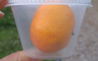 A small orange is packaged in a plastic container with a lid. 