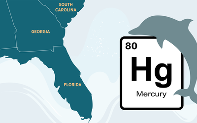 Map shows Florida, Georgia and part of South Carolina; over the ocean is a periodic table block for mercury alongside a dolphin shape.