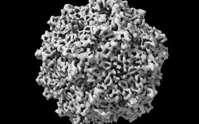 This AAV vector is a bumpy sphere that looks like it's made up of tiny crumpled black and white tubes.
