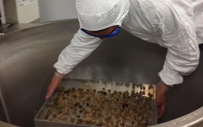 A scientist wearing protective equipment places a tray of diced geoduck clam tissue into large open machinery.