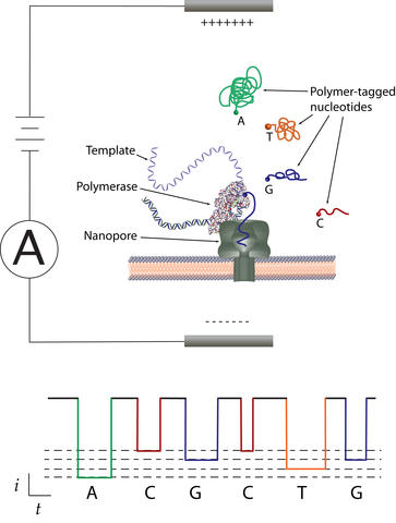 Schematic of an artificial membrane, across which a voltage forces an ionized fluid through the nanopore.