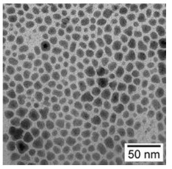 gold nanoparticles magnified many thousands of times. The scale bar in the corner is for 50 nanometers.