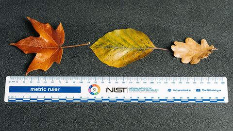 NIST metric ruler measures 3 autumn leaves