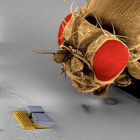 close up of a microbot next to the head of a fruit fly to show how tiny microbots are