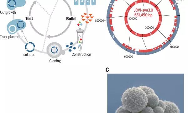Design and synthesis of a minimal cell