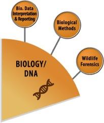 Biology SAC Wedge