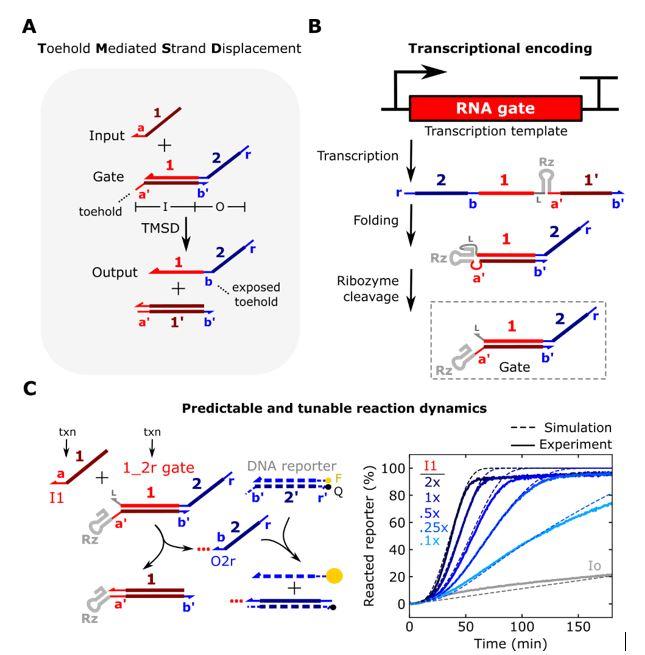 Predictable and tunable reaction dynamics