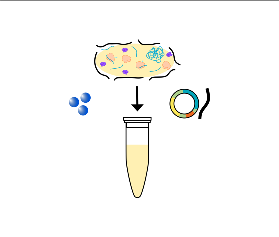 The insides of a bacteria cell being mixed with DNA to make protein in a test tube