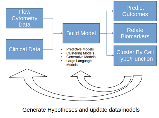 Schematic of a three stage process.  Stage 1 flow cytometry data and clinical data and/or information are collected as inputs.  Stage 2 inputs are used to build an AI/ML model that can be predictive, clustering, generative or large language.  Stage 3 applies the model to predict clinical outcomes, identify and/or correlate biomarkers, and cluster by cell type or function.  Rounds of generating hypotheses and updating data or models iteratively feed back into stages 1 and 2 to generate new results.