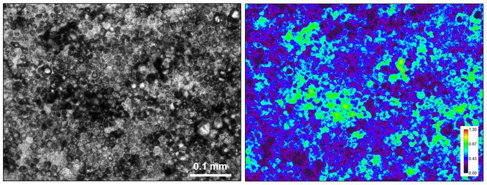 Retinal pigment epithelium (RPE) absorbance images. Details in image caption. 
