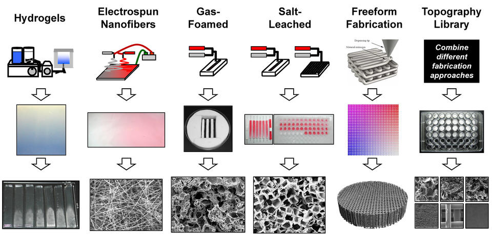 Flowchart of 'combinatorial' screening methods for developing 3D cell-scaffold topography libraries. Form hydrogels, electrospun nanofibers, gas foamed, salt leached, and freeform fabricated 3D polymer scaffolds. Next, culture cells in each scaffold types. Combine different fabrication approaches into a topography library.