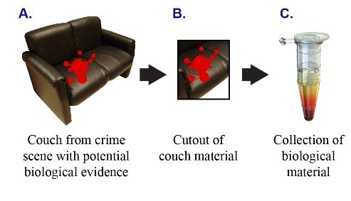 BioEvCouch v2