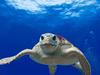 Sea turtle in blue ocean.