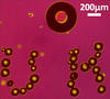 A photomicrograph showing the microrobot built by the University of Hawaii along with a series of glass beads that it assembled into a mini "U H". 