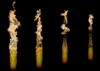 simulation of vegetation thumbnail