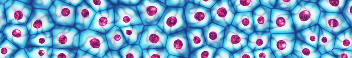In illustration of cells with stained nuclei